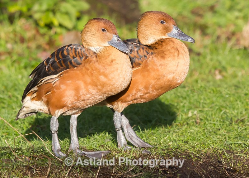 Astland Photography, Bird and Wildlife Images, Susan and Peter Wilson, U.K.
