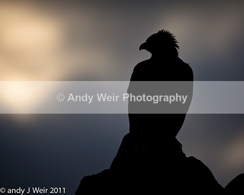  - Golden Eagle