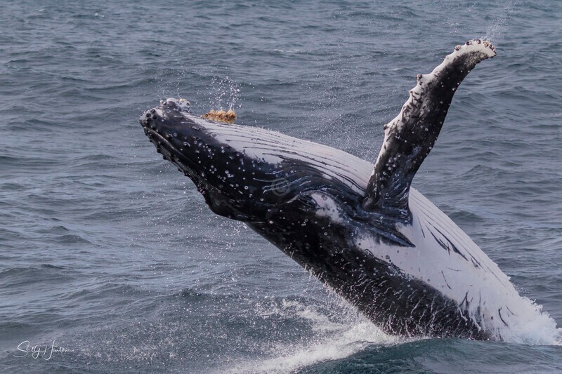 0A3A2605. Humpback Breach 7 - 2026 Whales