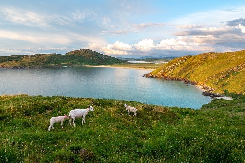 MF2_9711 - Tranarossan