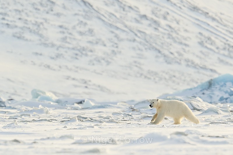 Polar Bear cub running, Svalbard, Norway - Polar Bear