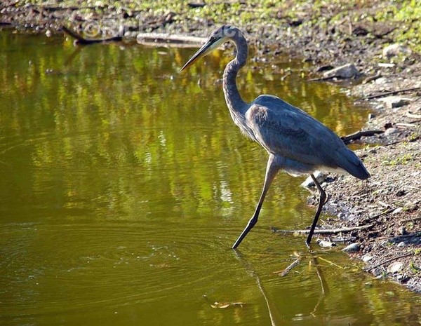 I'll get em' this time! - Birds