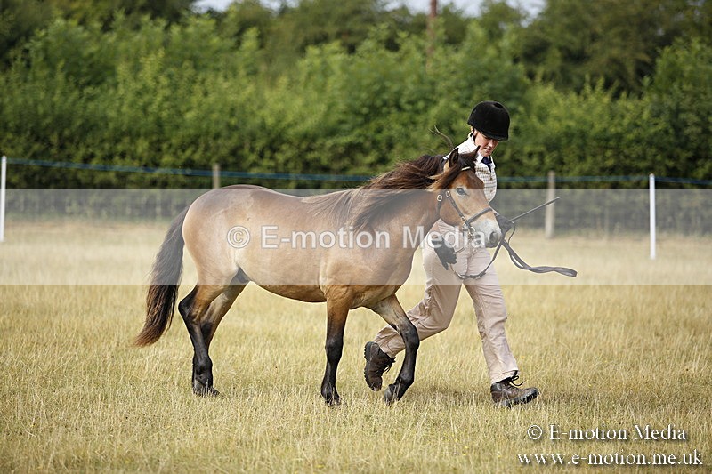 _C7A9204 - BVRC Sow 2018 Ring 2