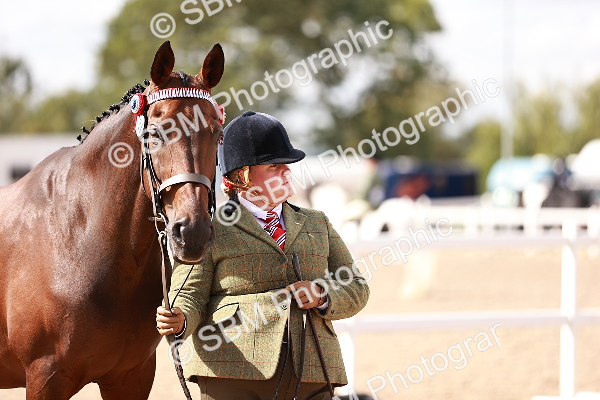 SBM_14220 - Class 407 - IH Hack Riding Horse