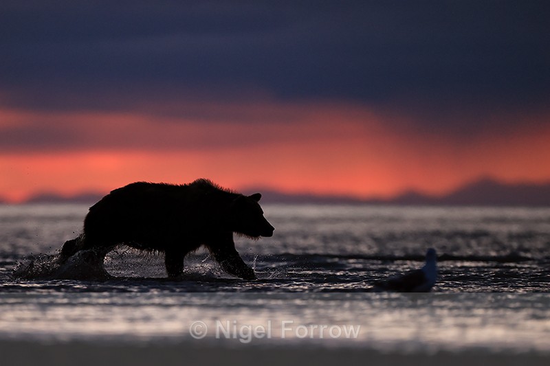 Silhouette of Grizzly Bear running in water, Lake Clark NP, Alaska - Brown Bear