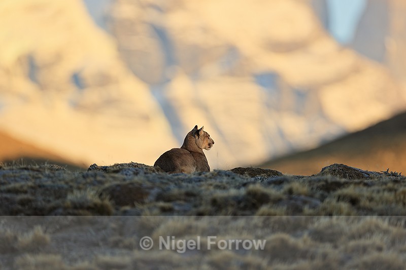 Puma Petaca laying down resting, Torres del Paine, Chile - Puma
