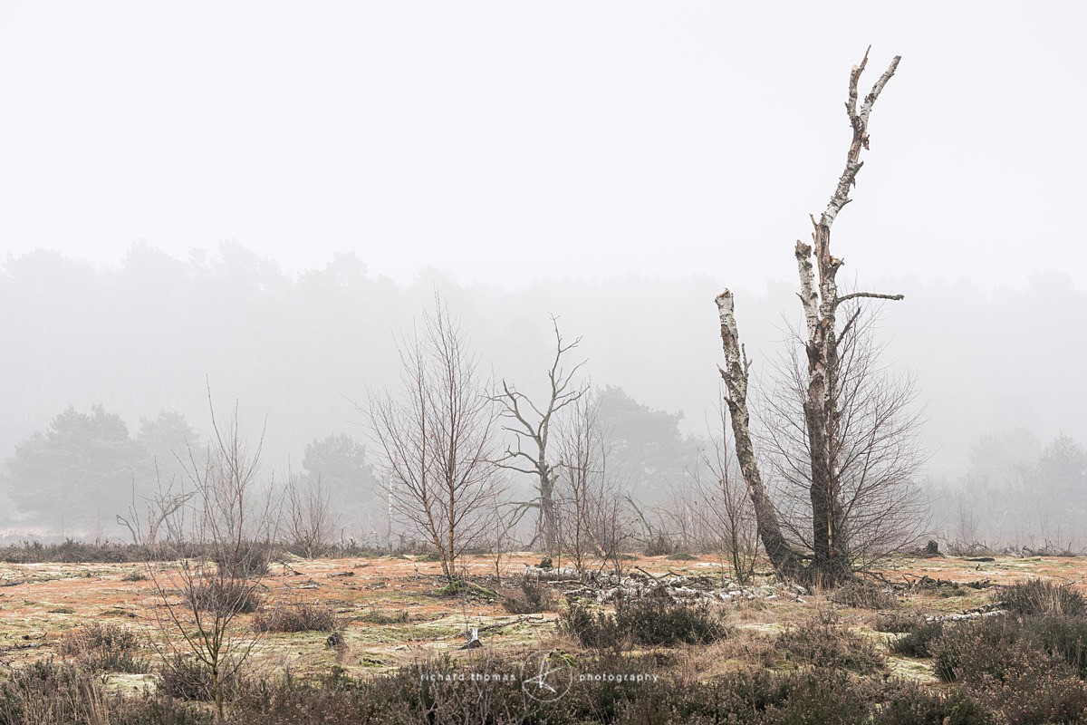  - Charred Mist