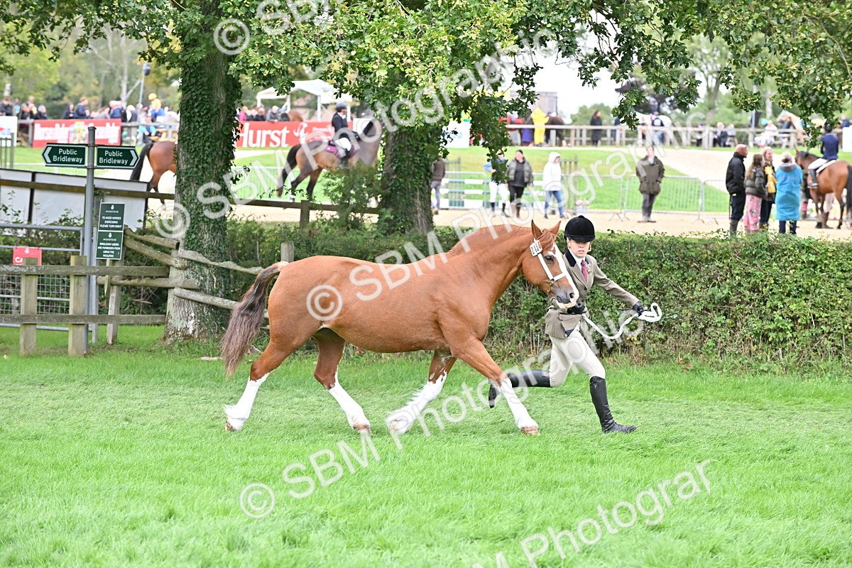 SBM_63294 - S49 - Mountain & Moorland In Hand Large Breeds