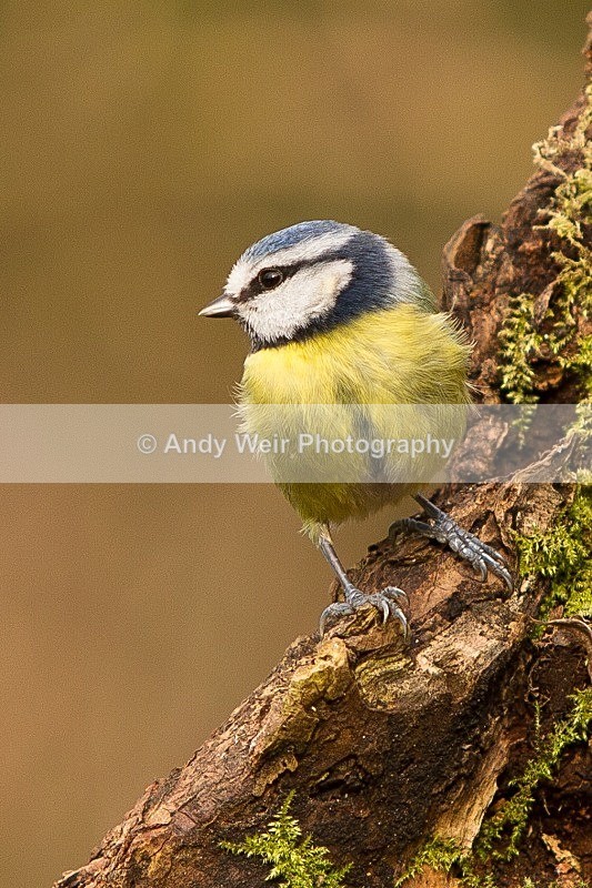 20120218-_MG_8914 - Blue Tit