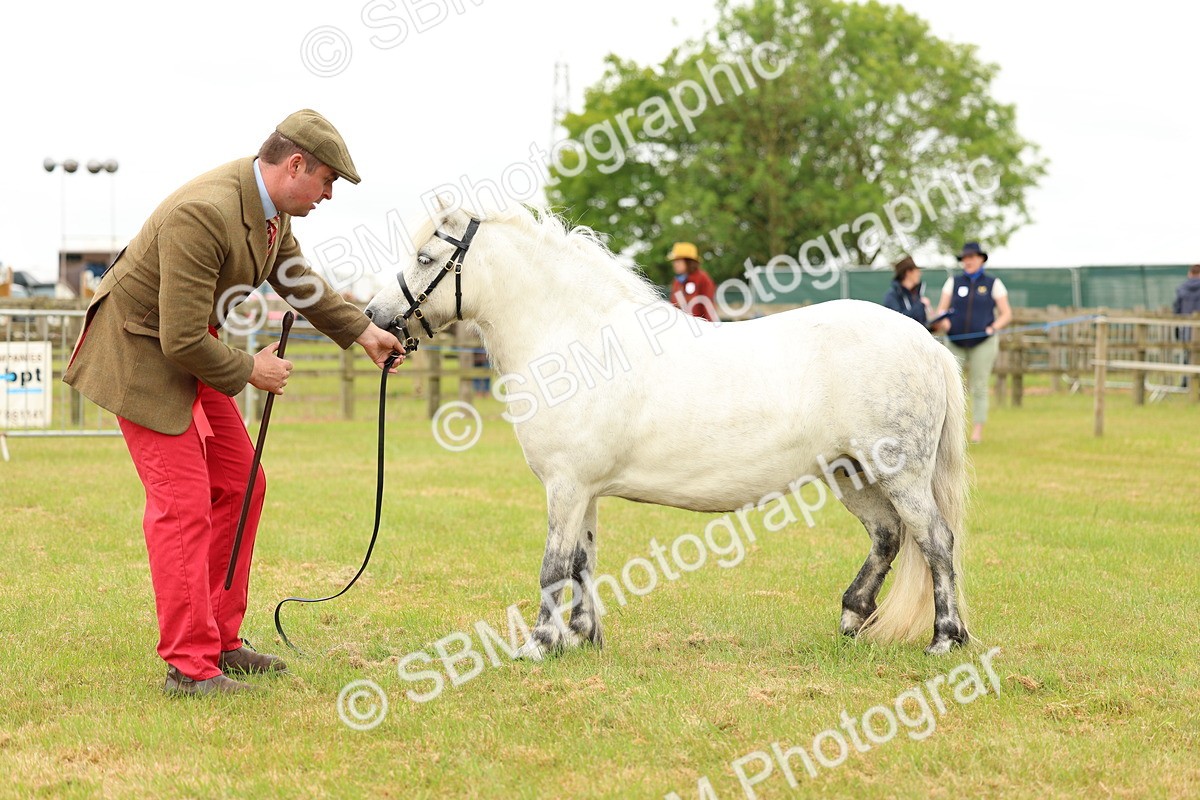 SBM_04387 - Class 64-67 - Shetland Pony In Hand