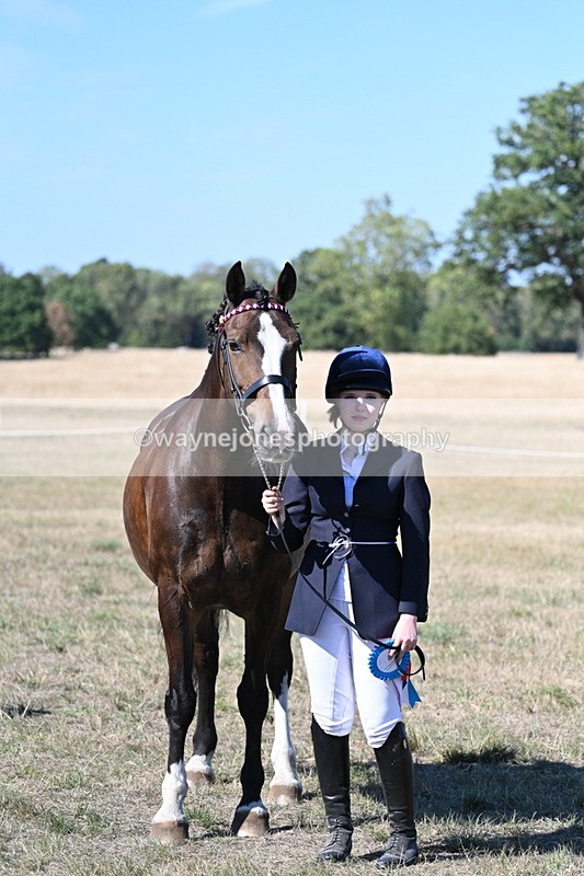 WJ7_1662 - Class 42 Most Handsome Gelding