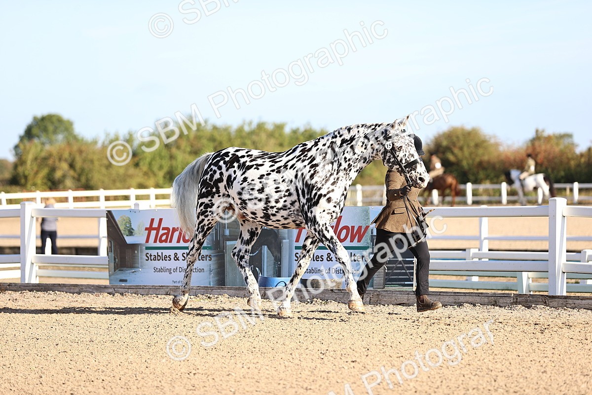 SBM_08337 - Class 401 - IH Veteran Horse