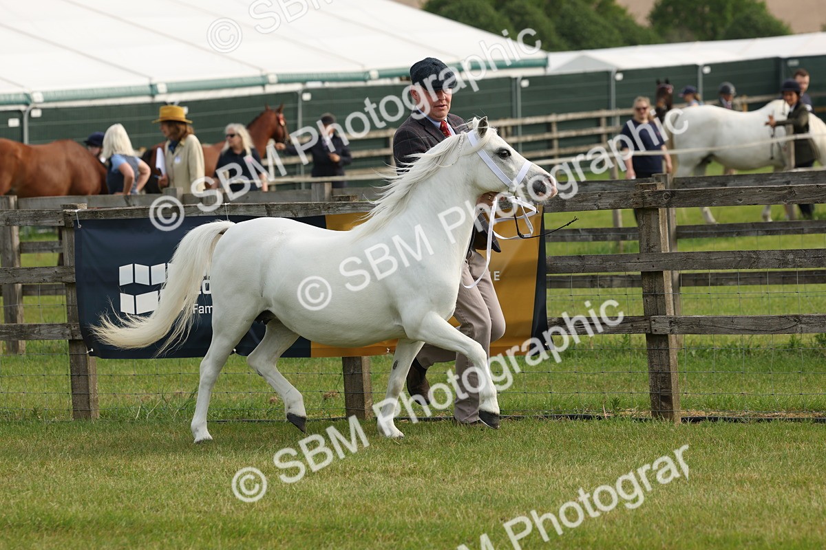 SBM_00495 - Class 6-13 - Mountatin and Moorland In Hand Welsh Breeds