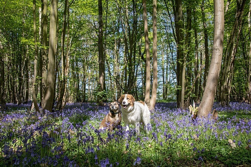  - Pet Photography