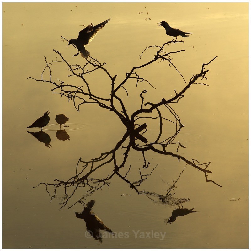 The Tree of Life - River Scrape & Lake