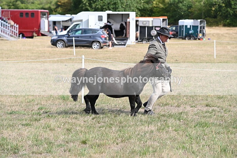 WJ6_6819 - Class 21 Shetland & Mini Horses