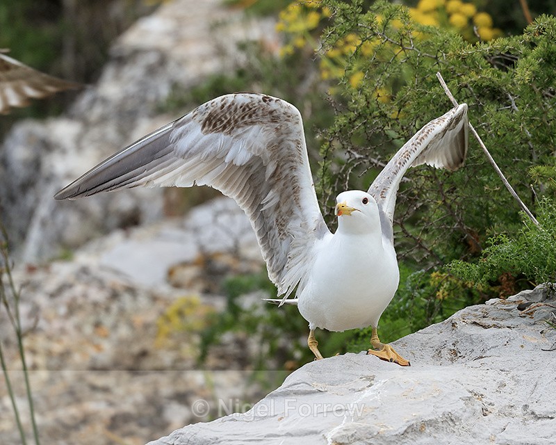 Yellow-legged Gull wings raised, Gibraltar - Yellow-legged Gull