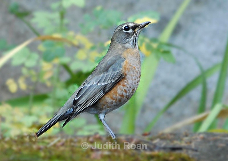 American Robin - Birds