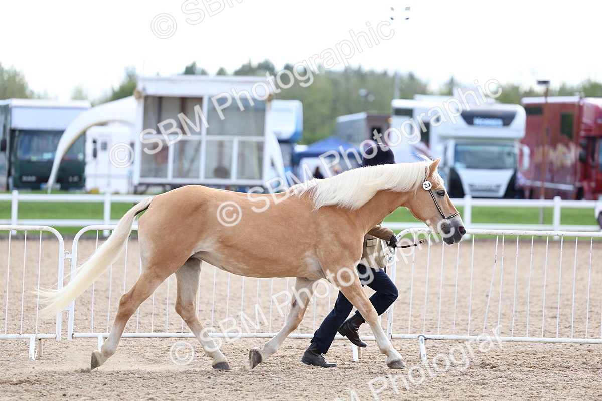 SBM_18697 - Class 317 - IH Pure Bred Horse-Pony