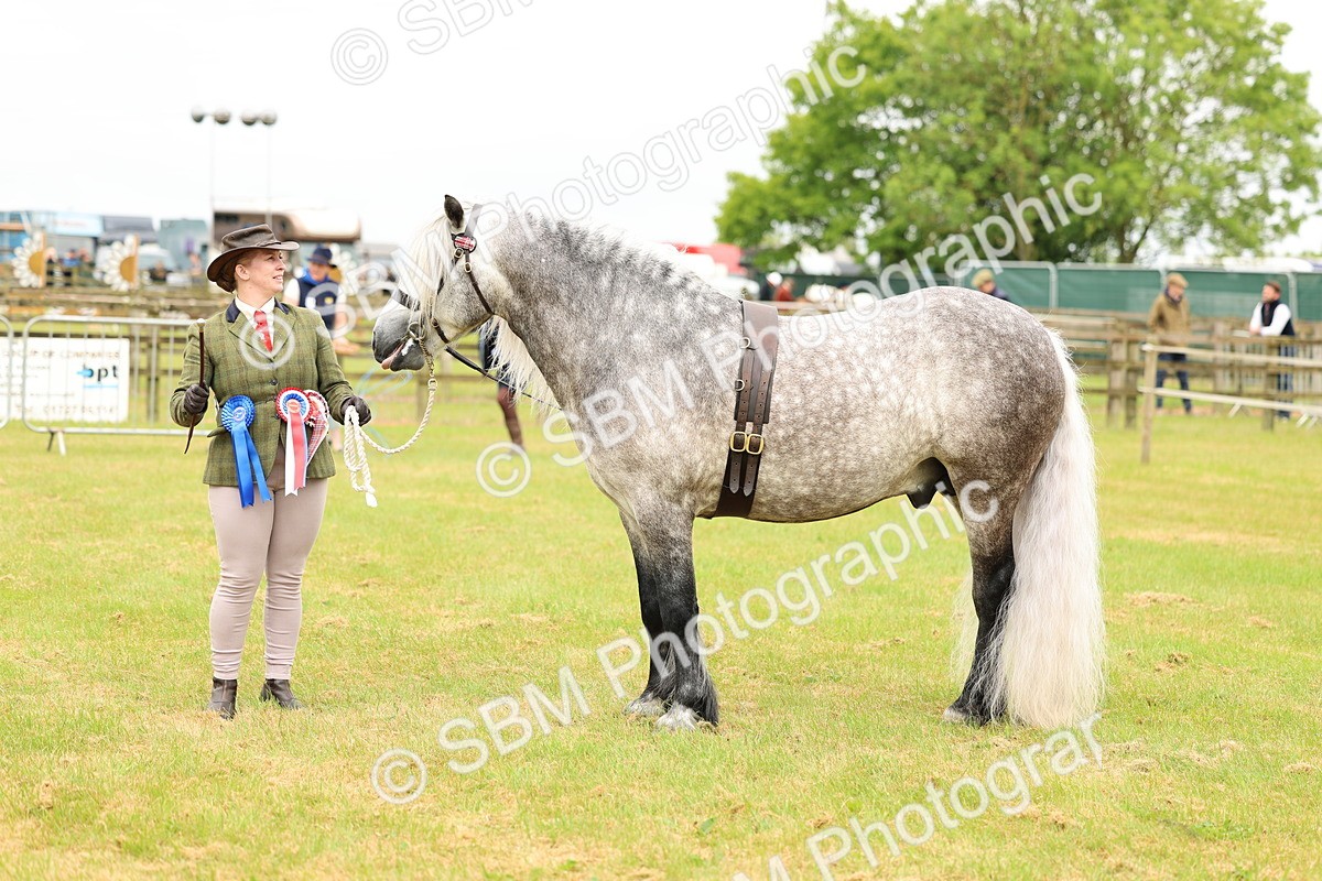 SBM_00659 - Class 58-67 - M&M Non Welsh Pony In hand