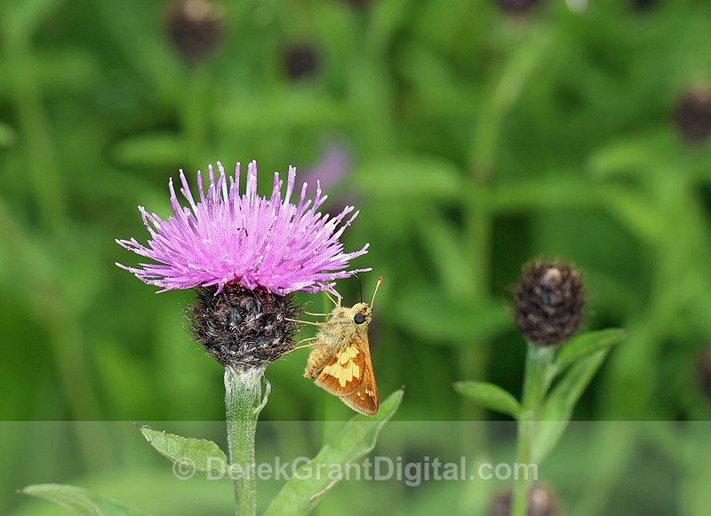 Black Knapweed Centaurea nigra - Flora