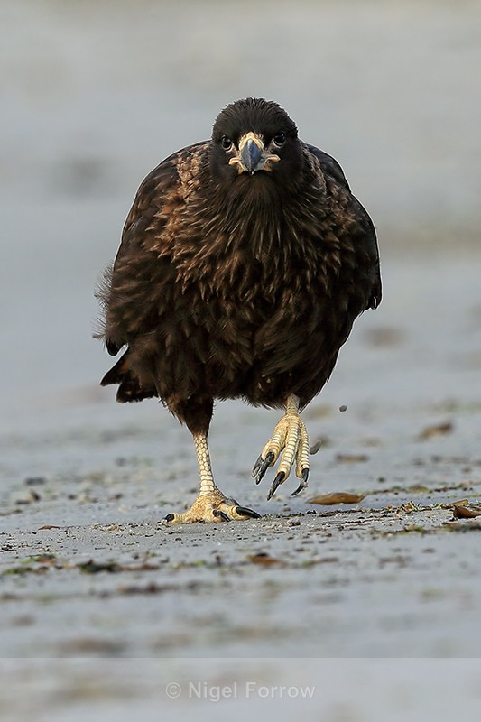 Striated Caracara walking on beach, Carcass Island, The Falklands - Striated Caracara