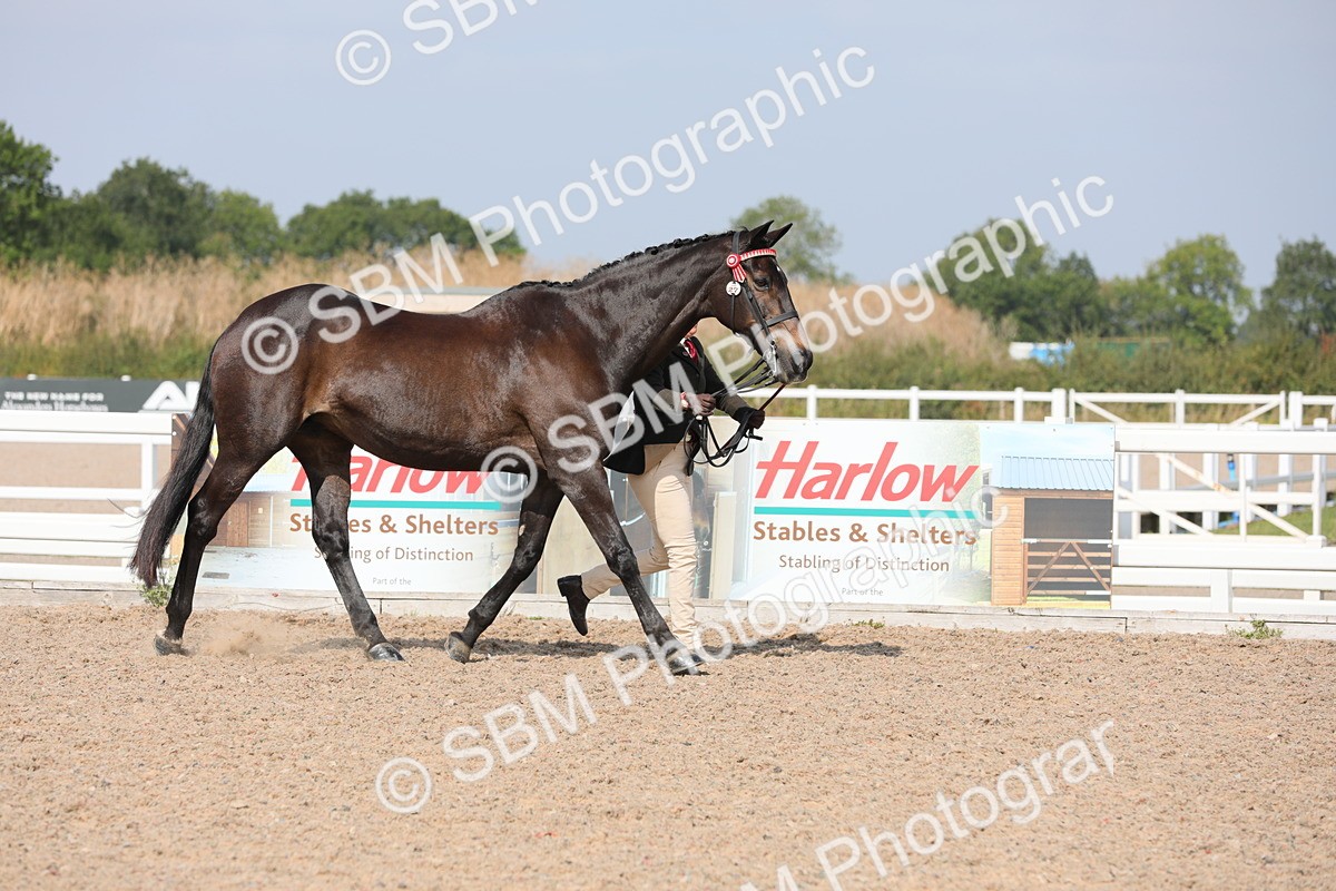 SBM_15700 - Class 312 IH Competition Horse/Pony