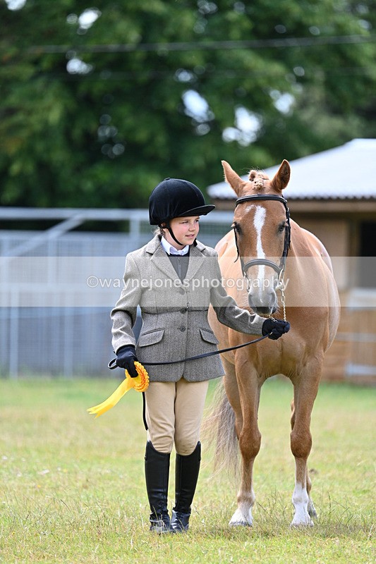WJ7_6765 - Class 5 Handsome Gelding in hand