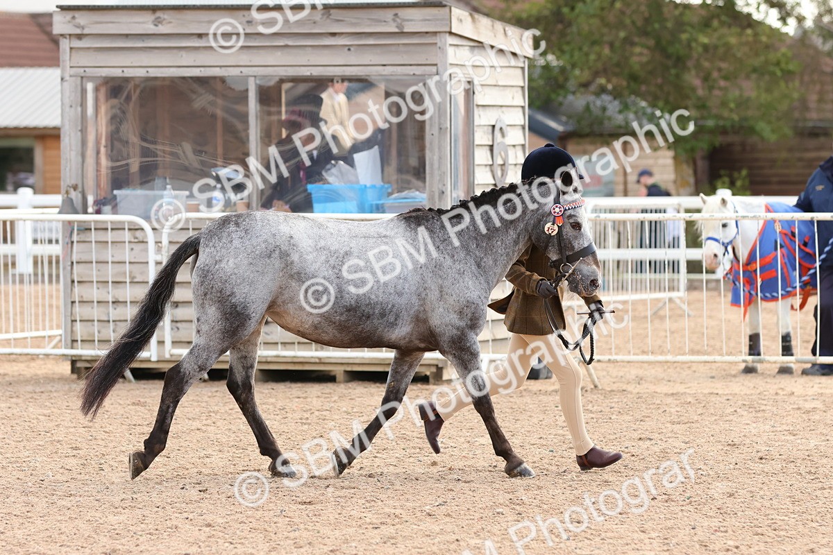SBM_09208 - Class 204 - Young Handler