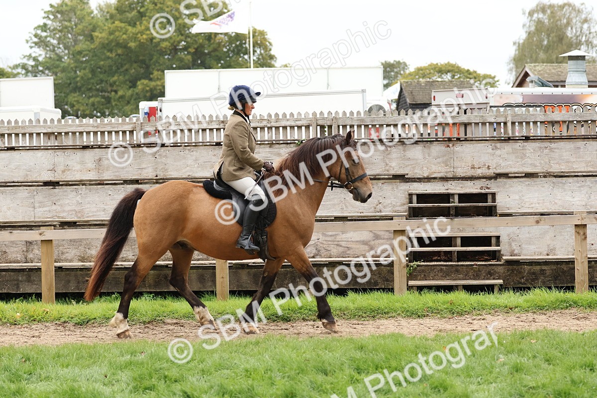 SBM_69542 - S62 - Mountain & Moorland Ridden Large Breeds