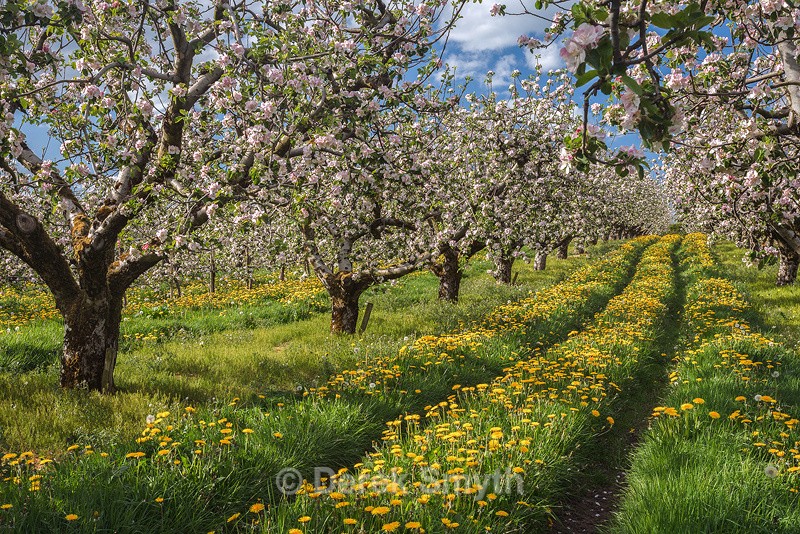 Apple Blossom - Photo Images of Ireland