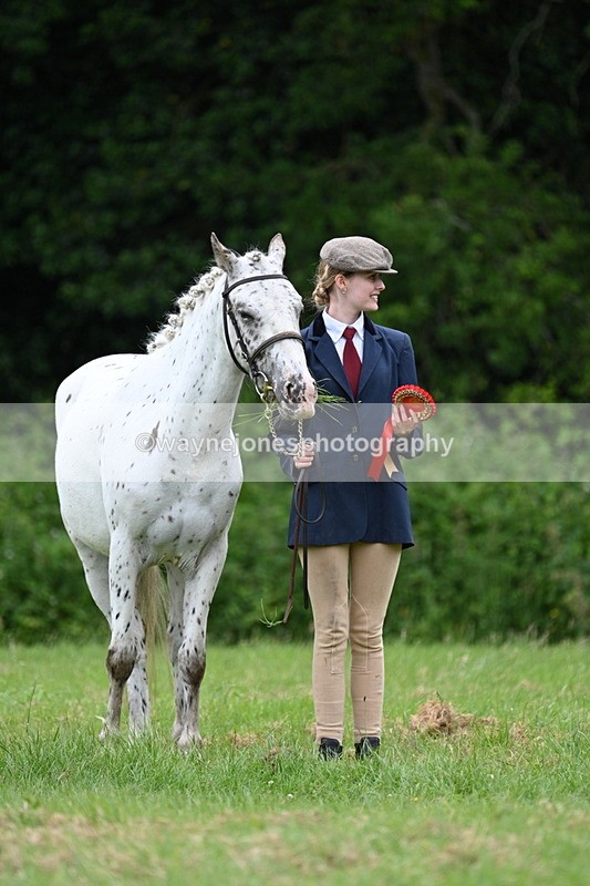 WJ7_4541 - Class 14B Prettiest Mare