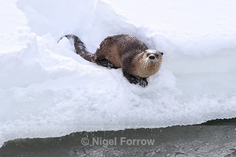River Otter watches, Yellowstone River, Wyoming, USA - Otter