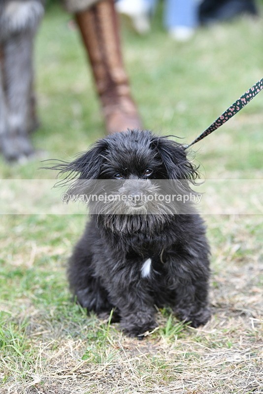 WJ5_9228 - Class 1 Best Cross Breed / Heniz 57