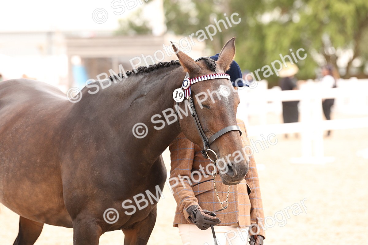 SBM_14692 - Class 208 - IH Veteran Horse