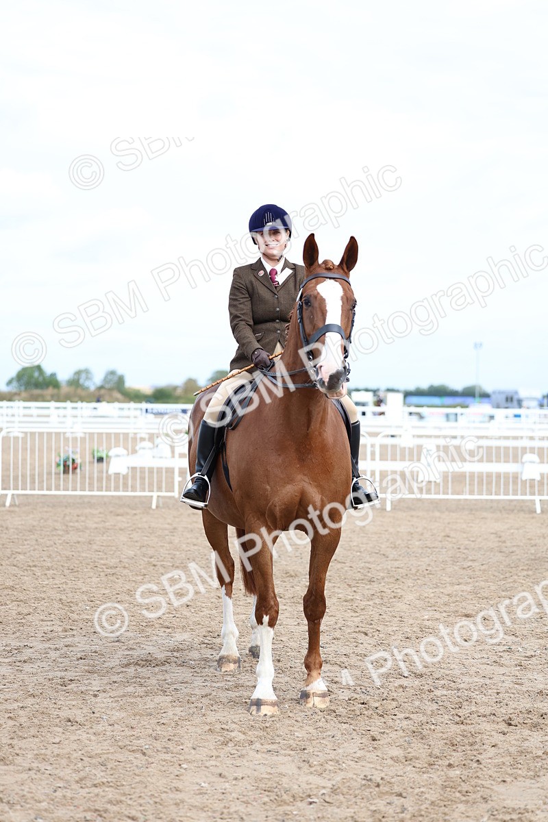 SBM_01850 - Class 18 - Handsomest Gelding - IH or Ridden