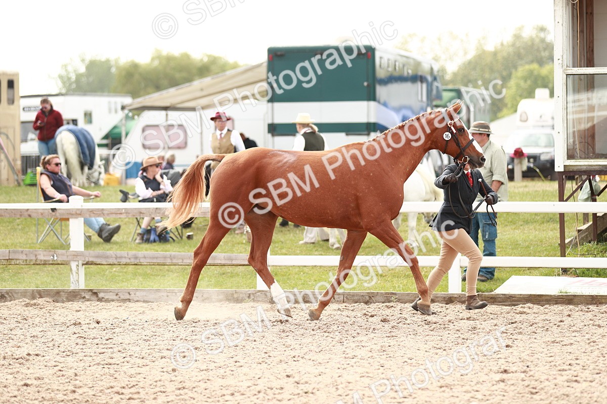 SBM_13183 - Class 208 IH Veteran Horse