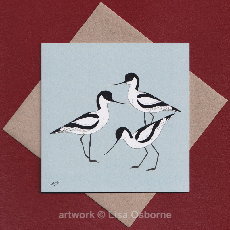 Avocets - GREETINGS CARDS