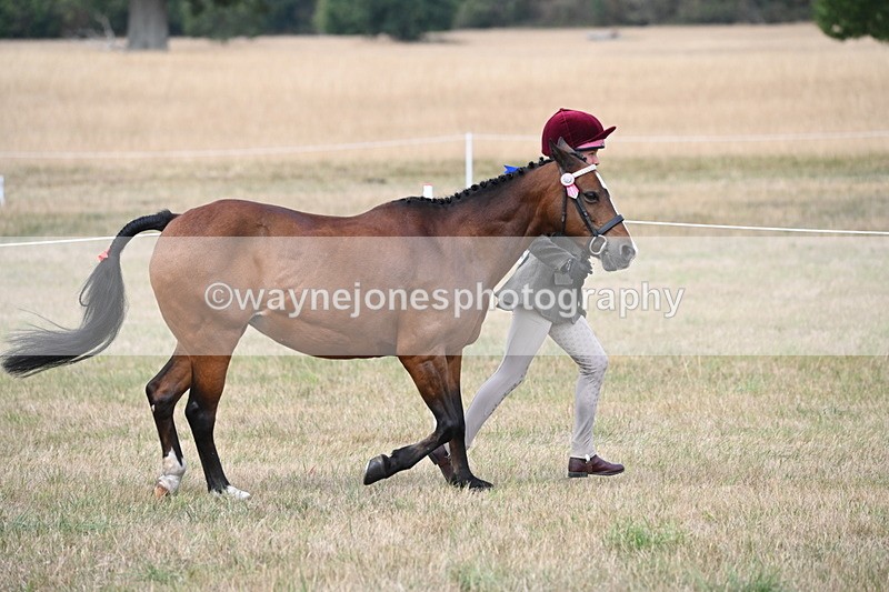 WJ6_6373 - Class 19 In-hand Veterans (Uploaded correct folder)