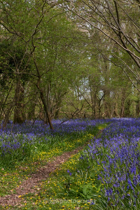 Bluebells - Gallery 2