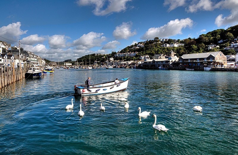 Swans following the ferryman across the River Looe - Looe