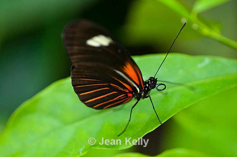 Postman butterfly - 4557 - Insects