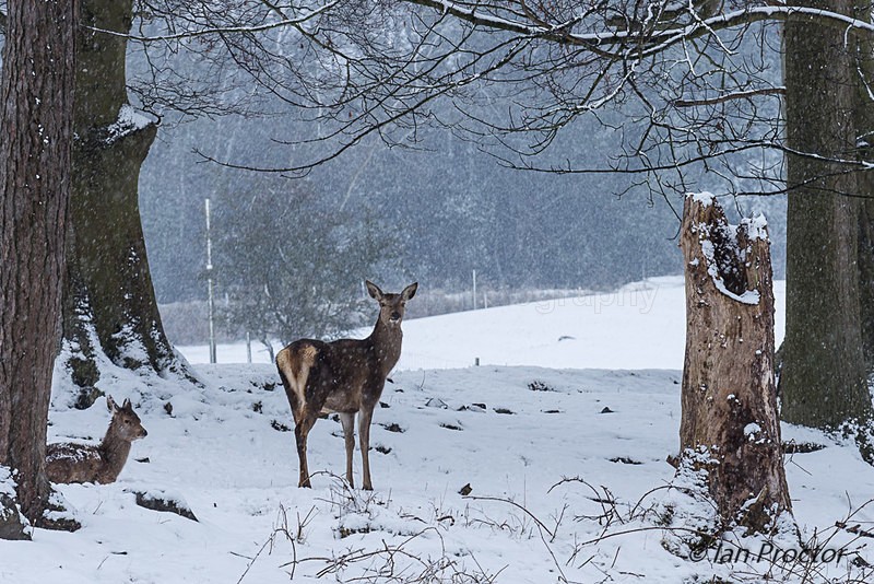 Red Deer in Winter Wonderland - Winter