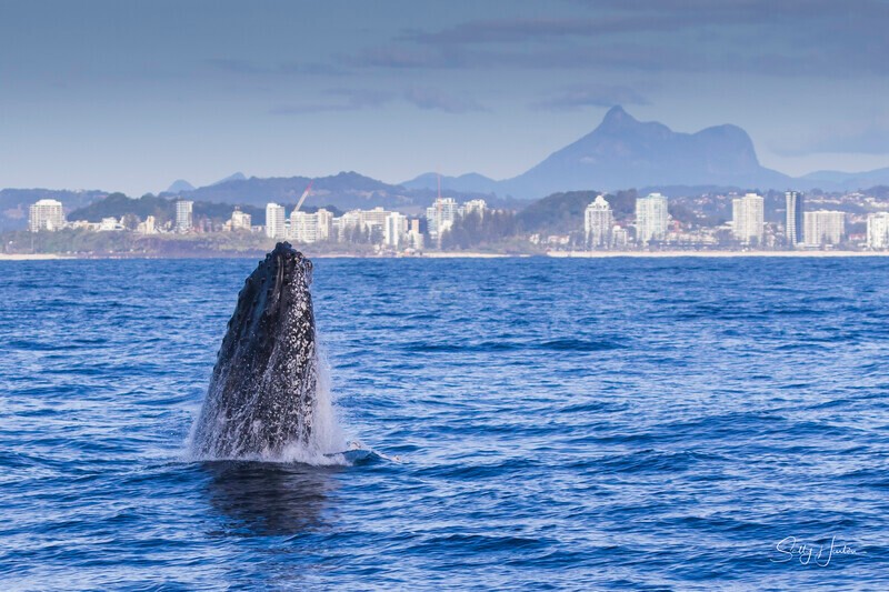 0A3A2081 - 2024 Whale Photos