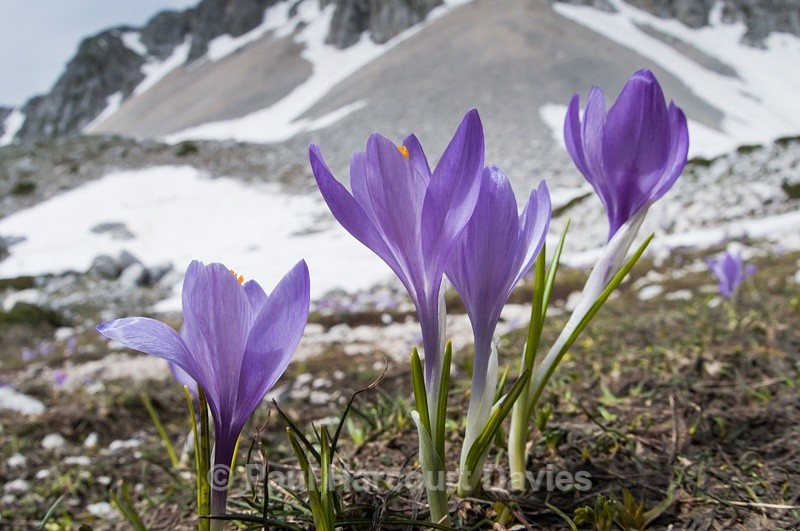  - Plants: wide-angle