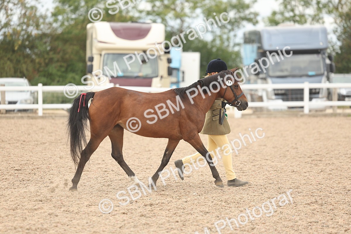 SBM_17036 - Class 312 - IH Competition Horse-Pony