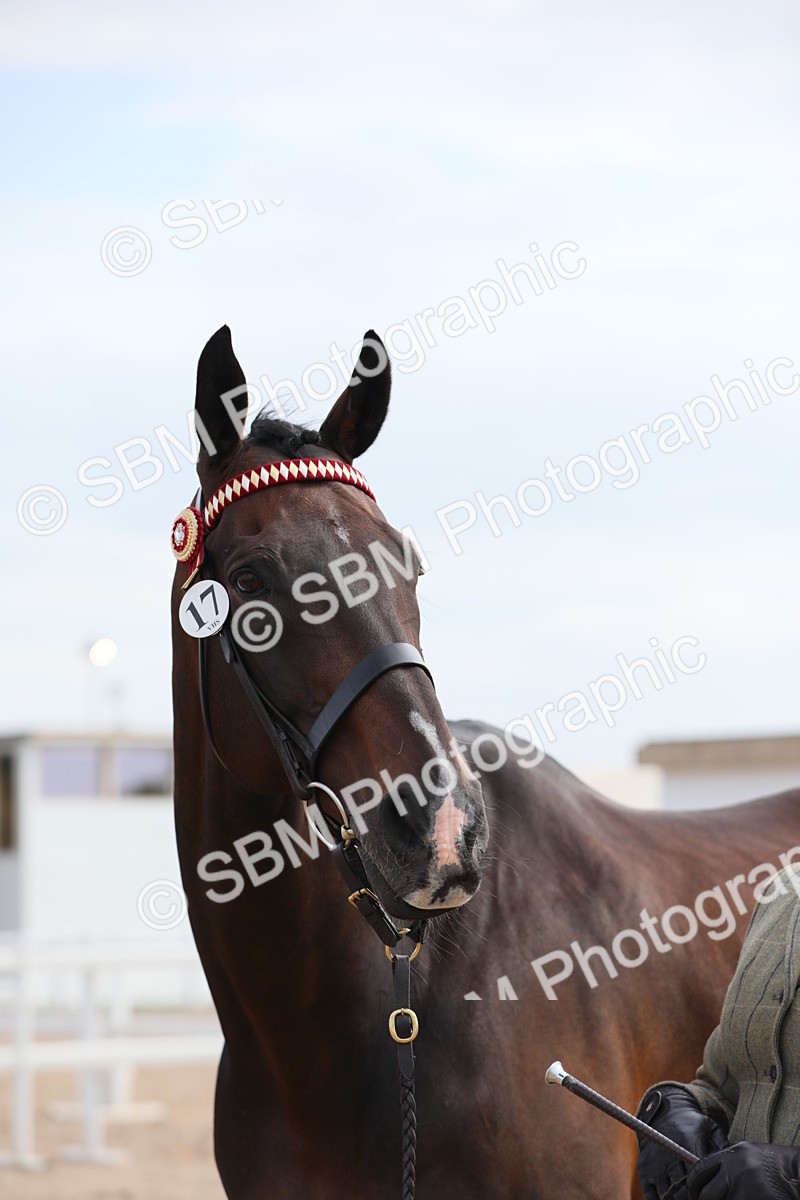 SBM_15938 - Class 313 IH Retired Racehorse