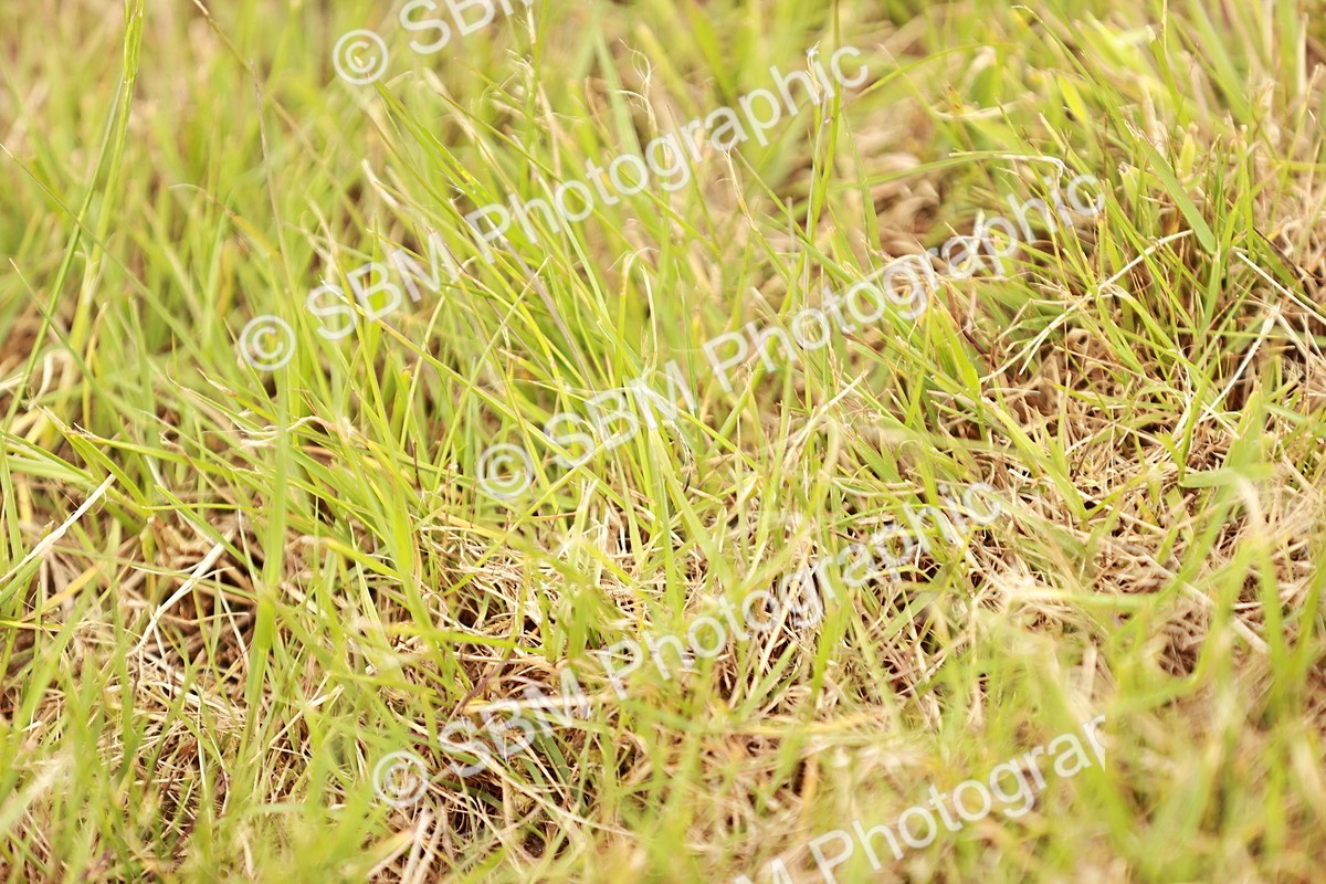 SBM_06254 - Class 39-41 TGCA In Hand and Ridden