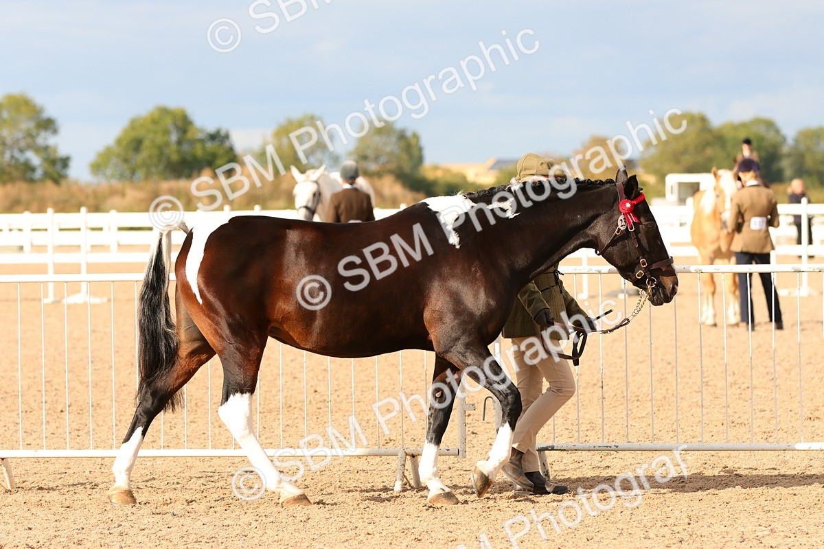 SBM_18339 - Class 318 - IH Part Bred Horse Pony
