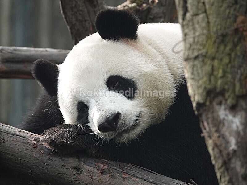 CHINA__0080 - China 2019